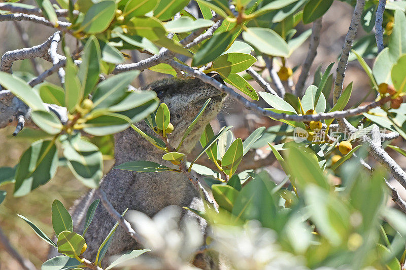 黑腹岩小袋鼠(Petrogale lateral)特写
